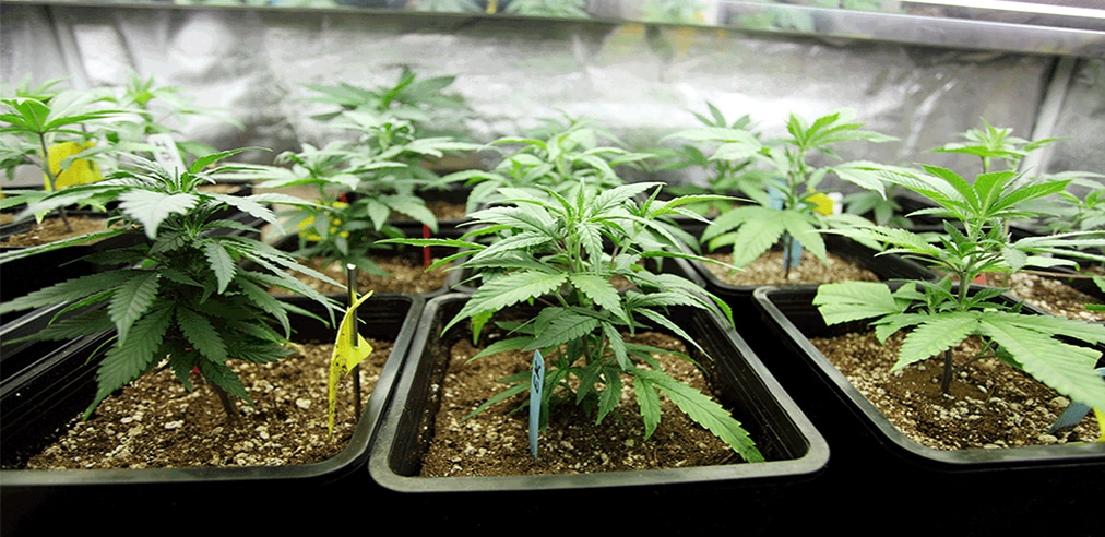 Cultivating Marijuana and Relying on your Maine Medical Marijuana Card