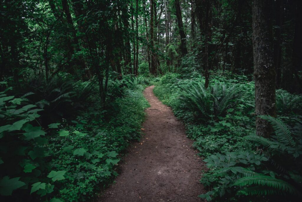 A hiking trail with a lot of trees and plants, representing how one can benefit from calling a Portland criminal defense lawyer.